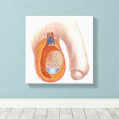 Anatomie männlicher Hoden Leinwanddruck (Insitu (Holzboden))