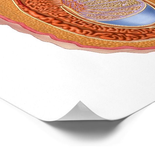 Anatomie männlicher Hoden Poster (Ecke)