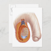 Anatomie männlicher Hoden Postkarte (Vorne/Hinten)