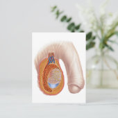 Anatomie männlicher Hoden Postkarte (Stehend Vorderseite)