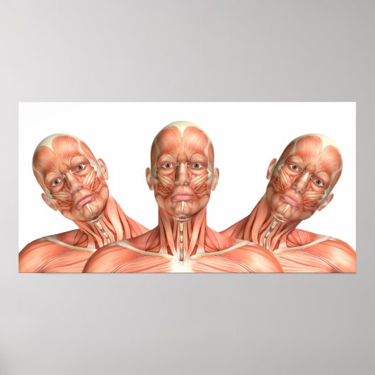 Anatomie männlicher Kopfmuskeln in verschiedenen P Poster (Vorne)