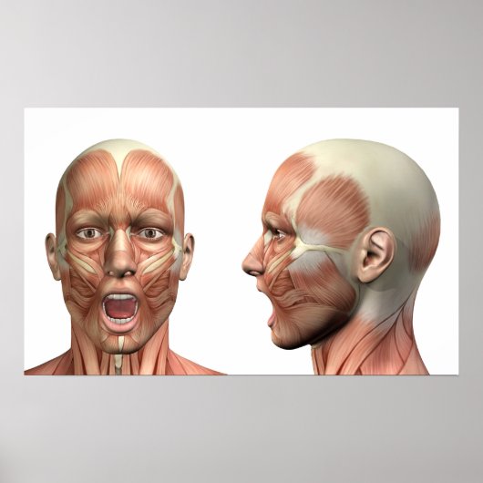 Anatomie männlicher Kopfmuskeln in verschiedenen P Poster (Vorne)