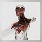Anatomie männlicher Muskeln im Oberkörper 1 Poster (Vorne)