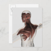 Anatomie männlicher Muskeln im Oberkörper 1 Postkarte (Vorne/Hinten)