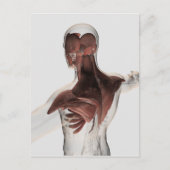 Anatomie männlicher Muskeln im Oberkörper 1 Postkarte (Vorderseite)