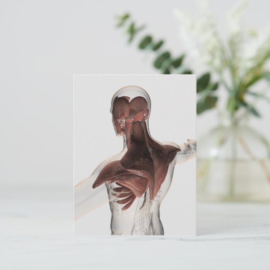 Anatomie männlicher Muskeln im Oberkörper 1 Postkarte (Stehend Vorderseite)
