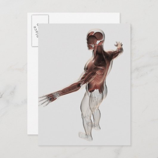 Anatomie männlicher Muskeln im Oberkörper 2 Postkarte (Vorne/Hinten)