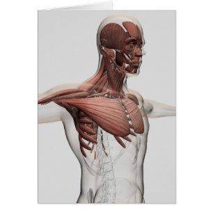 Anatomie männlicher Muskeln im Oberkörper, im vord