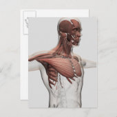 Anatomie männlicher Muskeln im Oberkörper, im vord Postkarte (Vorne/Hinten)