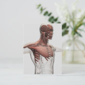 Anatomie männlicher Muskeln im Oberkörper, im vord Postkarte (Stehend Vorderseite)