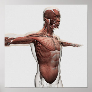 Anatomie männlicher Muskeln im Oberkörper, seitlic Poster
