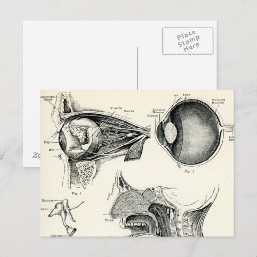 Anatomie - menschliche Sinne Postkarte (Vorne/Hinten)