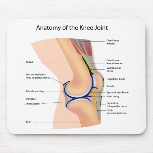 Anatomie menschlichen Kniegelenk mousepad (Vorne)