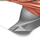 Anatomie menschlicher Gesichts- und Nackenmuskeln, Poster (Ecke)