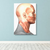 Anatomie menschlicher Gesichtsmuskeln, Seitenansic Leinwanddruck (Insitu (Holzboden))