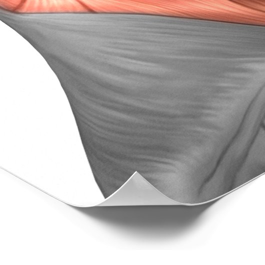 Anatomie menschlicher Gesichtsmuskeln, Seitenansic Poster (Ecke)