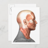 Anatomie menschlicher Gesichtsmuskeln, Seitenansic Postkarte (Vorne/Hinten)