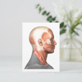 Anatomie menschlicher Gesichtsmuskeln, Seitenansic Postkarte (Stehend Vorderseite)