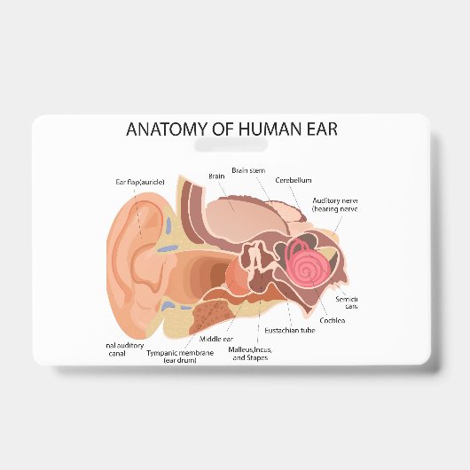 Anatomie menschlicher Ohren Ausweis (Vorderseite)