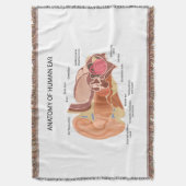 Anatomie menschlicher Ohren Decke (Vorderseite Vertikal)