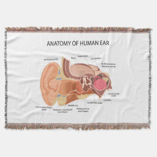 Anatomie menschlicher Ohren Decke