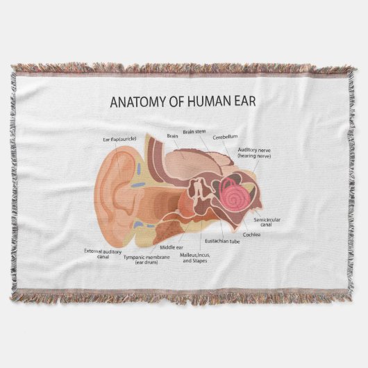 Anatomie menschlicher Ohren Decke (Vorderseite)