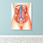 Anatomie menschlicher Organe Leinwanddruck (Insitu (Holzboden))