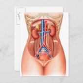 Anatomie menschlicher Organe Postkarte (Vorne/Hinten)