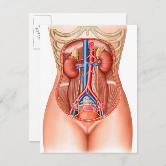 Anatomie menschlicher Organe Postkarte (Vorne/Hinten)