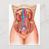 Anatomie menschlicher Organe Postkarte (Vorderseite)