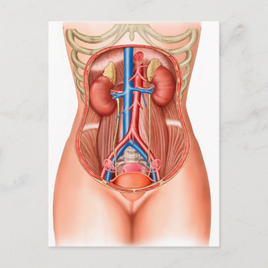 Anatomie menschlicher Organe Postkarte (Vorderseite)