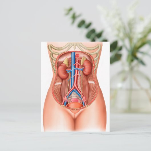 Anatomie menschlicher Organe Postkarte (Stehend Vorderseite)