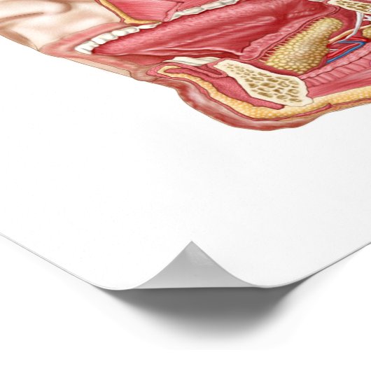 Anatomie menschlicher Speicheldrüsen Poster (Ecke)