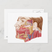 Anatomie menschlicher Speicheldrüsen Postkarte (Vorne/Hinten)