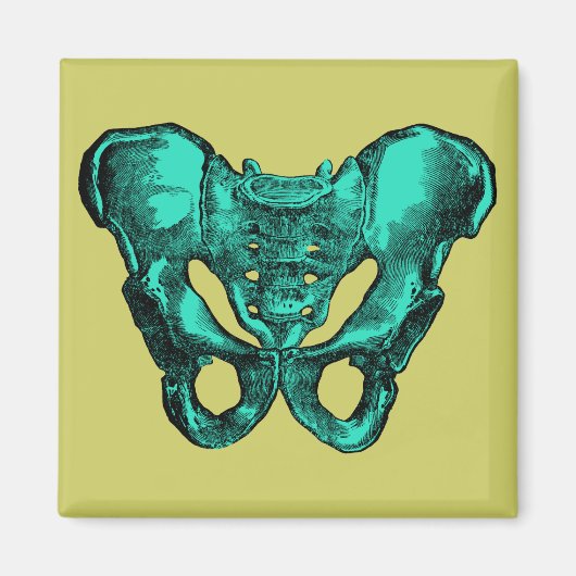 Anatomie Pelvis Knochen Magnet (Vorne)