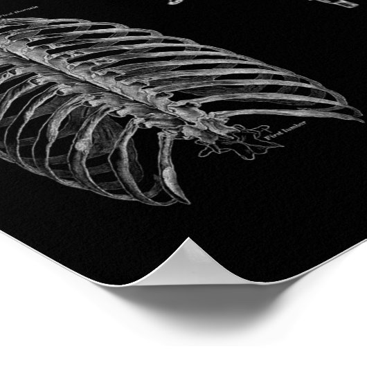 Anatomie Poster (Ecke)