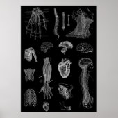 Anatomie Poster (Vorne)