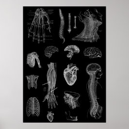 Anatomie Poster