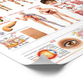 Anatomie Poster (Ecke)