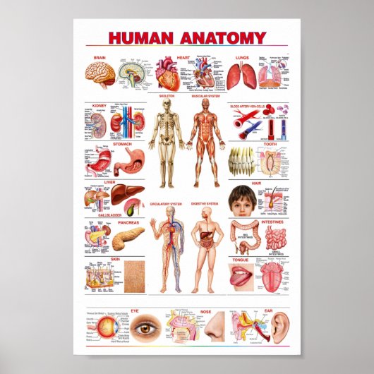 Anatomie Poster (Vorne)
