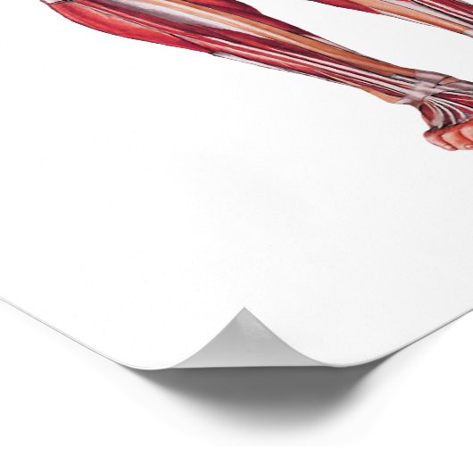 Anatomie Poster (Ecke)