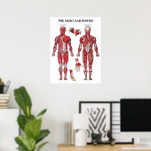 Anatomie Poster (Heimbüro)