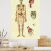Anatomie-Poster für Frauen Poster (Küche)