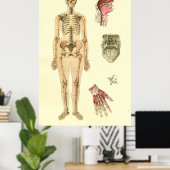 Anatomie-Poster für Frauen Poster (Heimbüro)