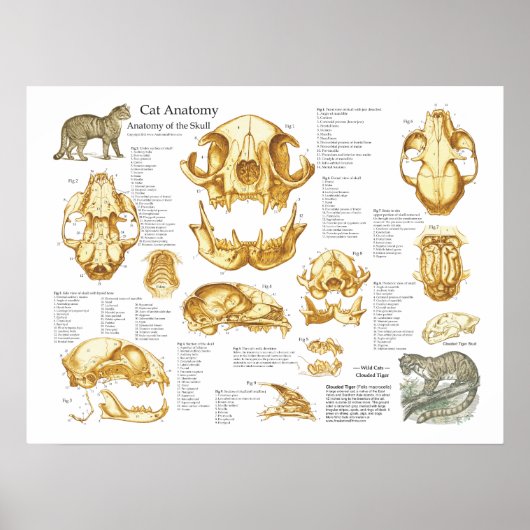 Anatomie-Poster für Hauskatzen Poster (Vorne)