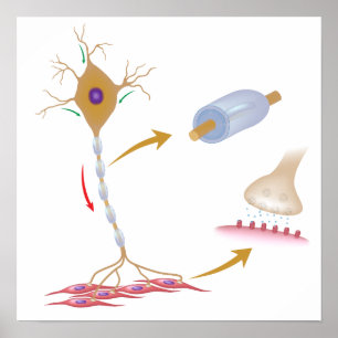 Anatomie-Poster für motorische Neuronen Poster