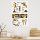 Anatomie-Poster für Pferde-Schädel Anatomisches Di Poster (Küche)