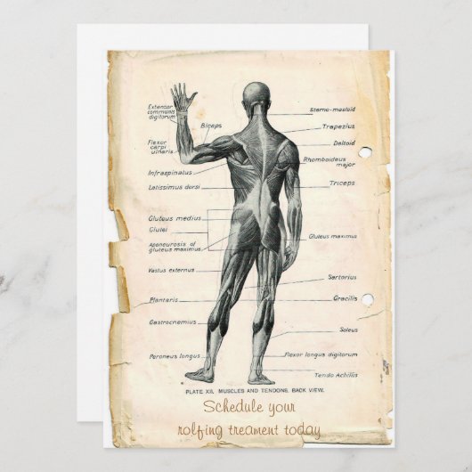 Anatomie Posterior Einladung (Vorne/Hinten)