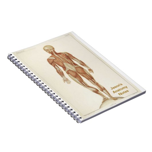 Anatomie Posterior Notizblock (Rechte Seite)