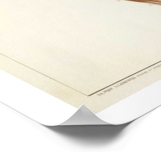 Anatomie Posterior Poster (Ecke)